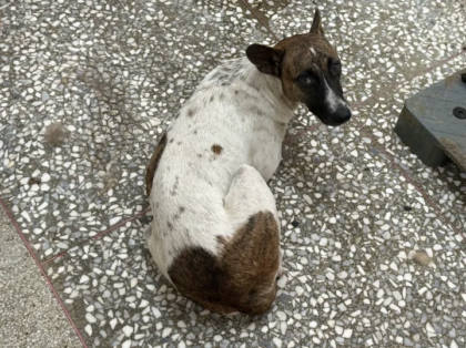 高雄市待認養狗｜混種犬｜花色｜母