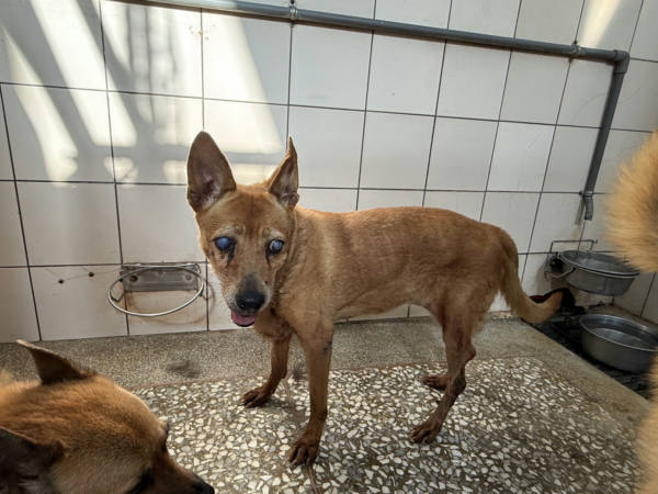 高雄市待認養狗 混種犬