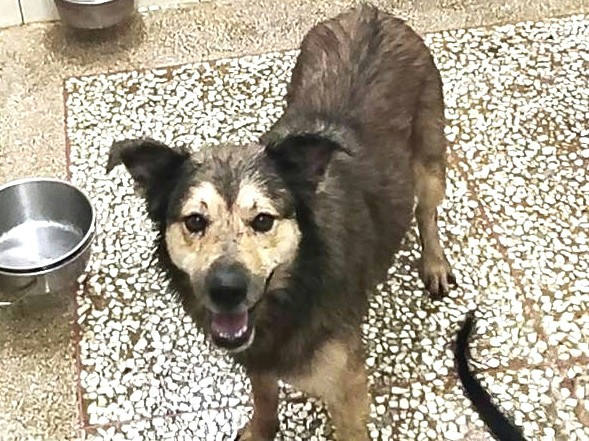 高雄市待認養狗 混種犬