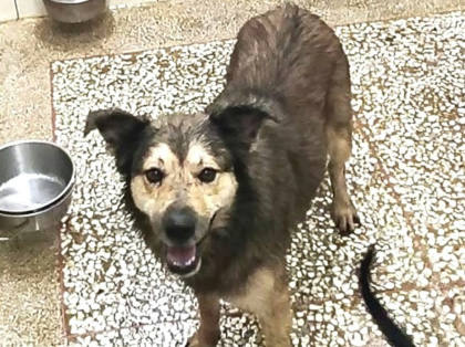 高雄市待認養狗｜混種犬｜黃色｜公