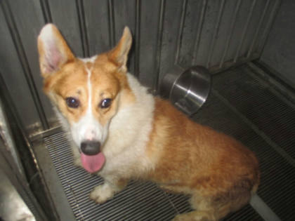 桃園市待認養狗｜威爾斯柯基犬｜黃白色｜公