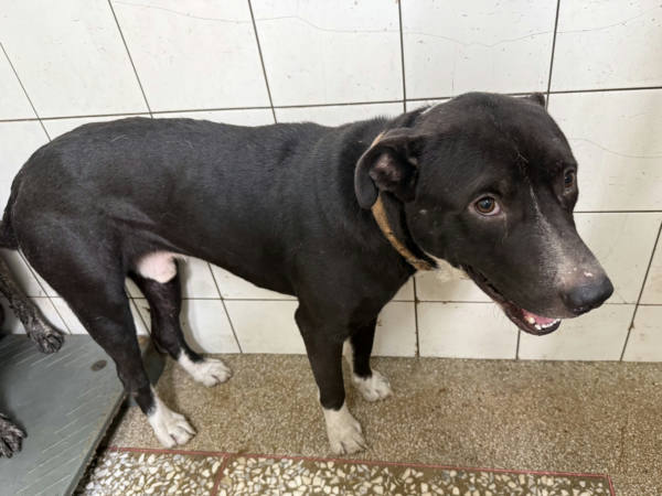 高雄市待認養狗 混種犬