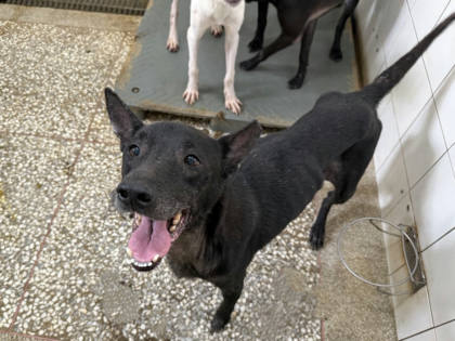 高雄市待認養狗｜混種犬｜黑色｜公