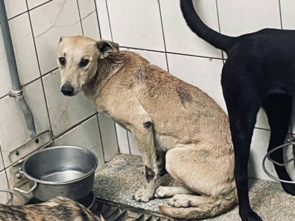 高雄市待認養狗｜混種犬｜黃色｜母