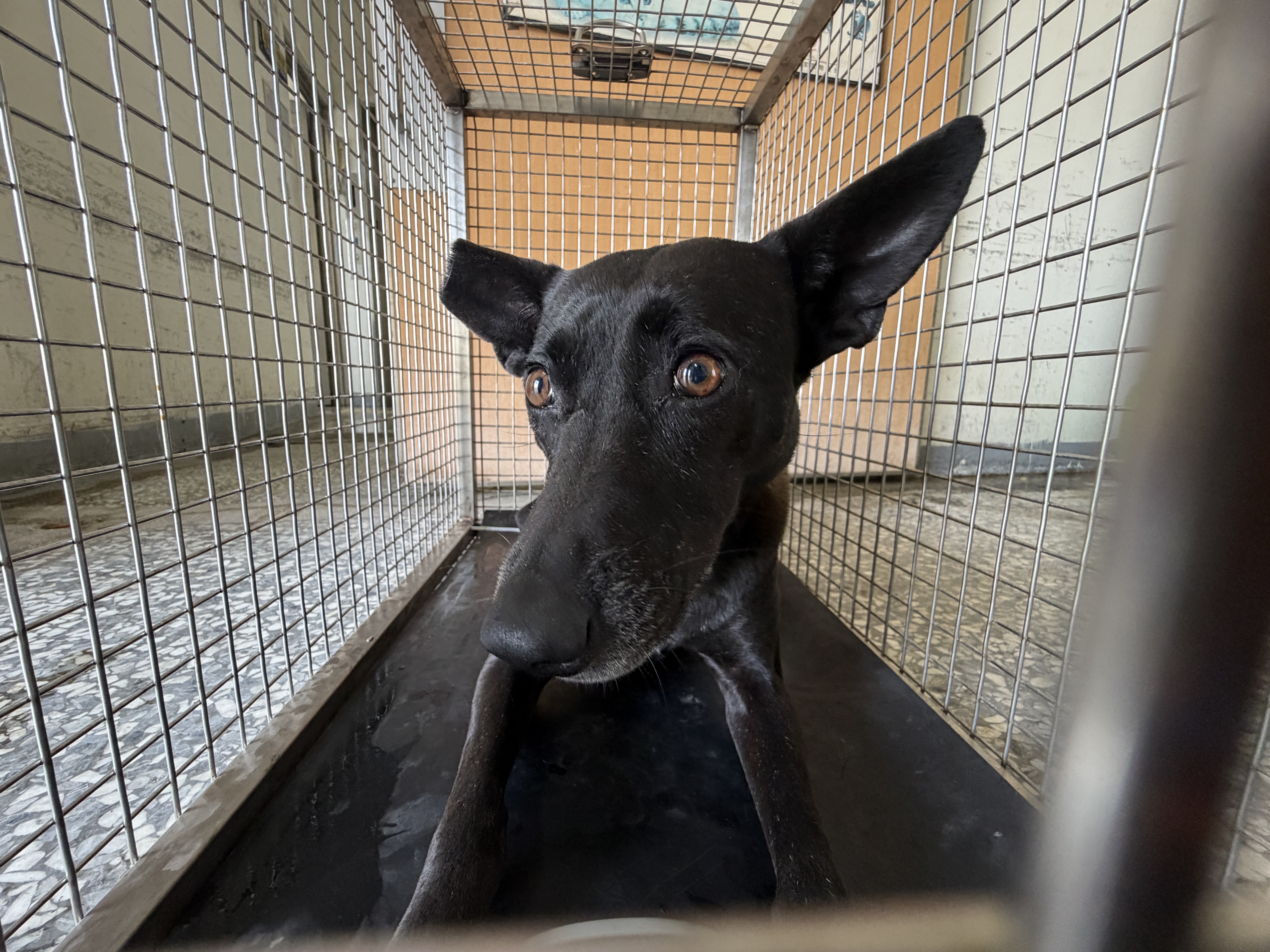 高雄市待認養狗｜混種犬｜黑色｜公