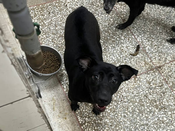 高雄市待認養狗 混種犬