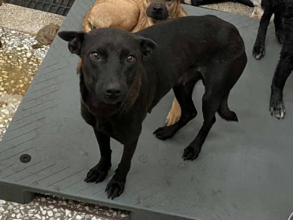 高雄市待認養狗 混種犬