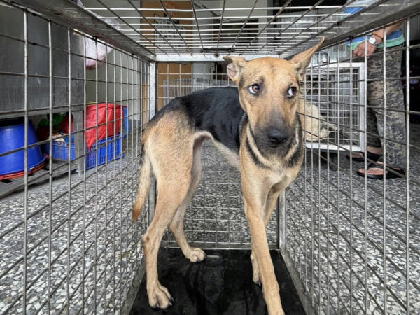 高雄市待認養狗 混種犬