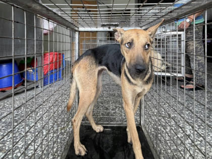 高雄市待認養狗｜混種犬｜黑色｜母