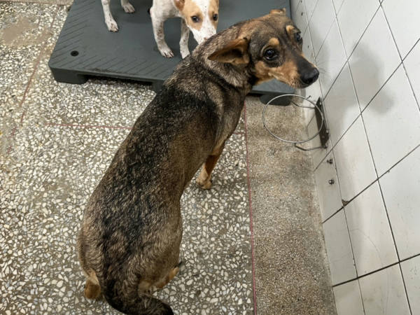 高雄市待認養狗 混種犬