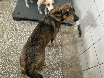 高雄市待認養狗｜混種犬｜黃色｜母