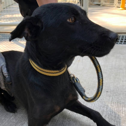 台南市待認養狗｜混種犬｜黑色｜母