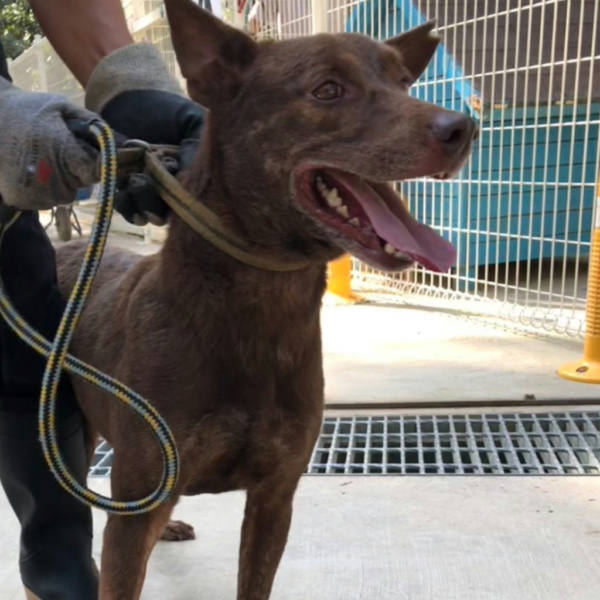 台南市待認養狗 混種犬