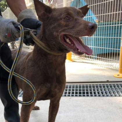 台南市待認養狗｜混種犬｜咖啡色｜公