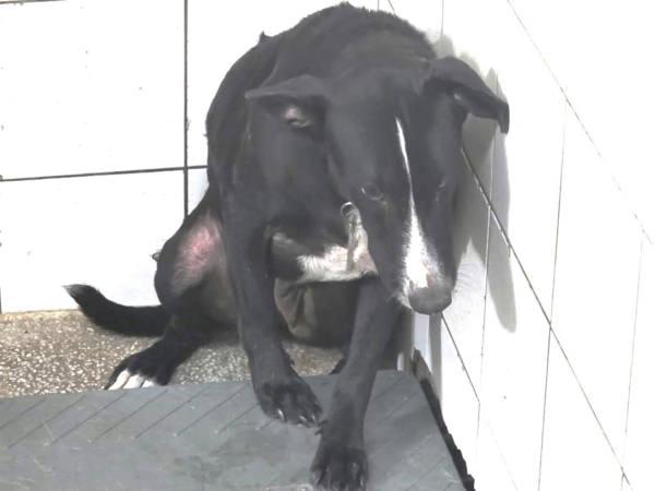 高雄市待認養狗 混種犬