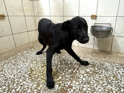 高雄市待認養狗｜混種犬｜黑色｜母