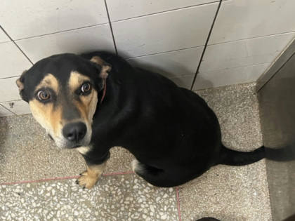 高雄市待認養狗｜混種犬｜黑色｜母