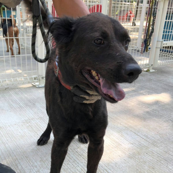 台南市待認養狗 混種犬