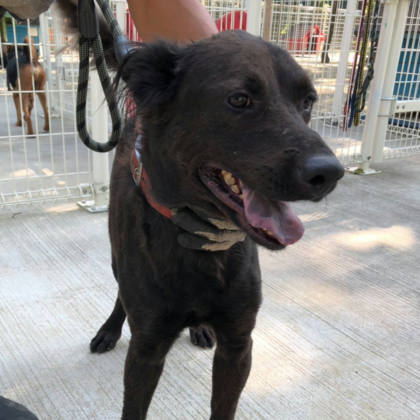 台南市待認養狗｜混種犬｜黑色｜母