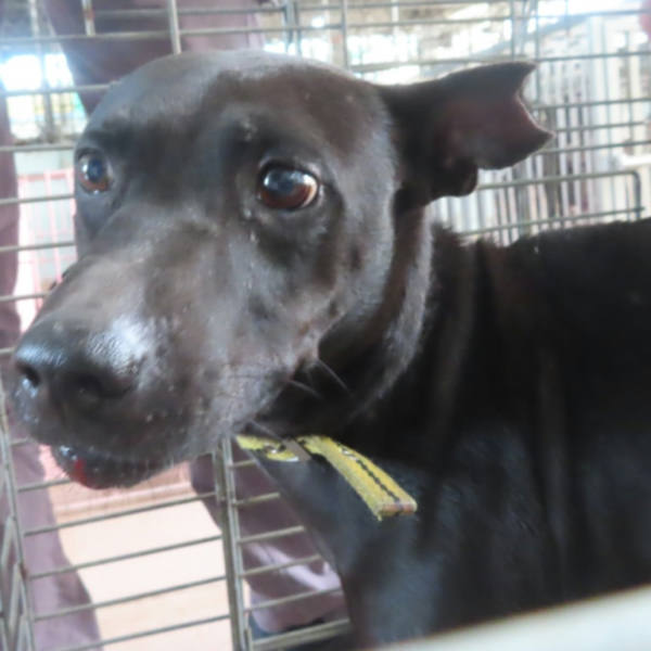 台南市待認養狗 混種犬