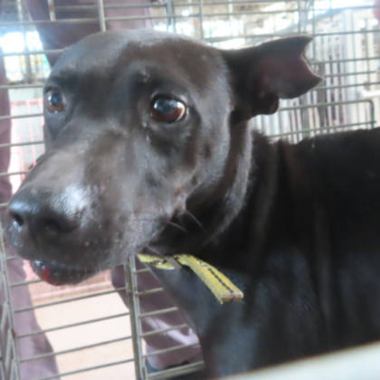 台南市待認養狗｜混種犬｜黑色｜公