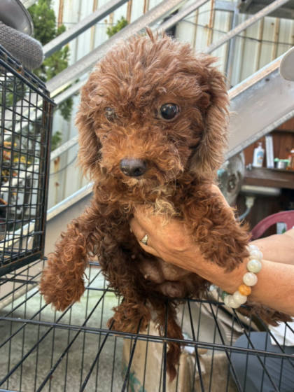 彰化縣待認養狗｜貴賓犬｜咖啡色｜母