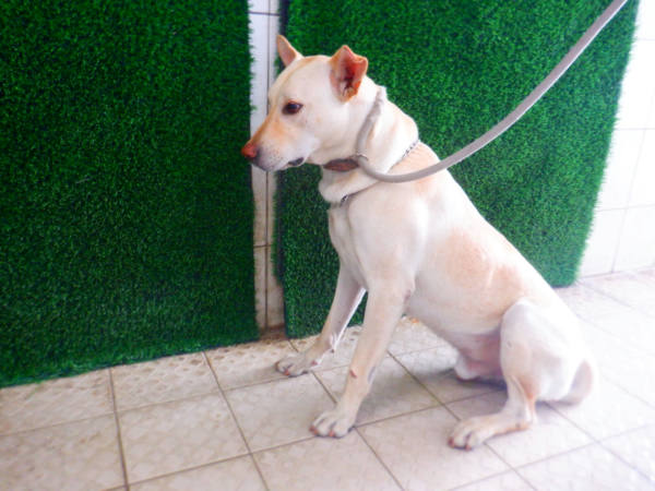 南投縣已領養狗 混種犬