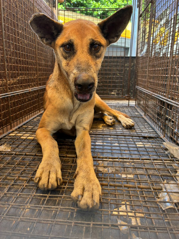 彰化縣待認養狗 混種犬