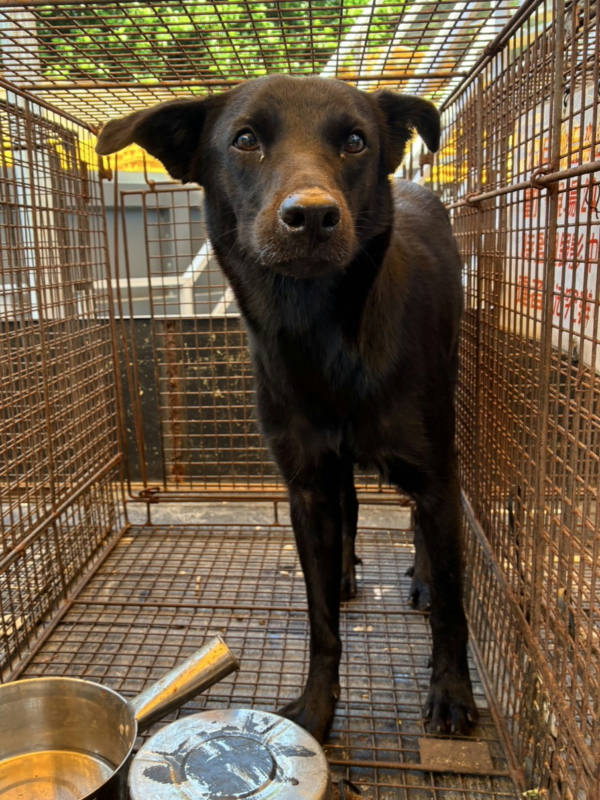 彰化縣待認養狗 混種犬