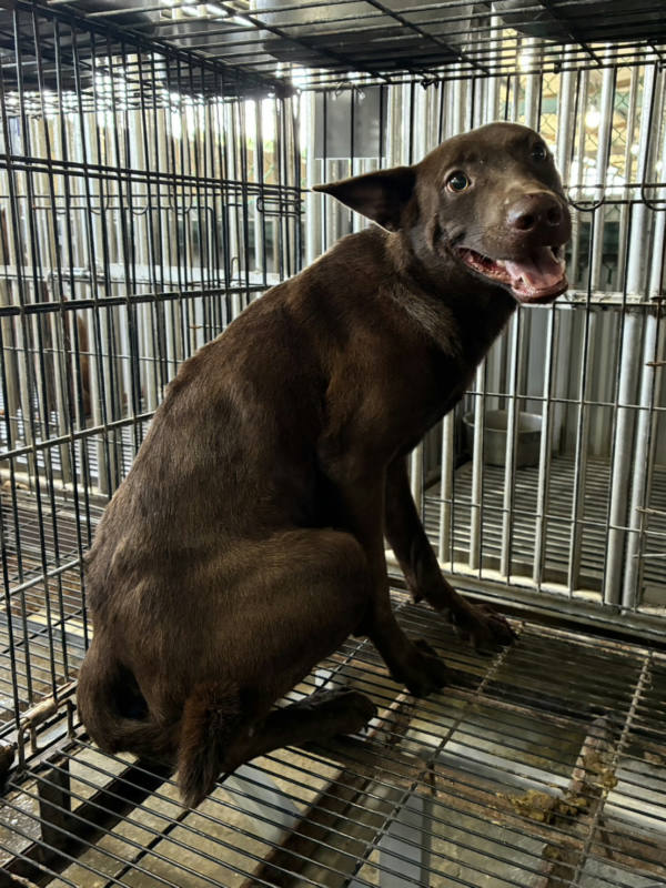 彰化縣待認養狗 混種犬