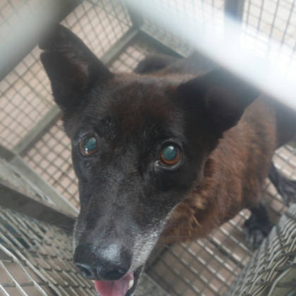 台南市待認養狗｜混種犬｜黑色｜母
