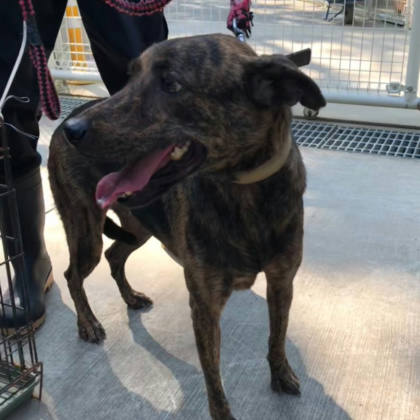 台南市待認養狗｜混種犬｜黑虎斑色｜母