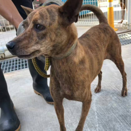 台南市待認養狗｜混種犬｜虎斑色｜公