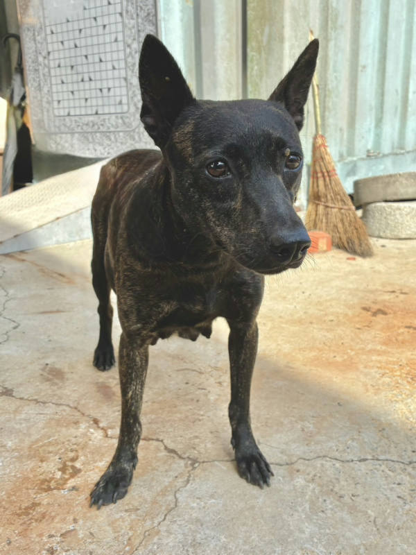 彰化縣待認養狗 混種犬