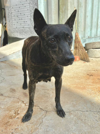 彰化縣待認養狗｜混種犬｜虎斑色｜母