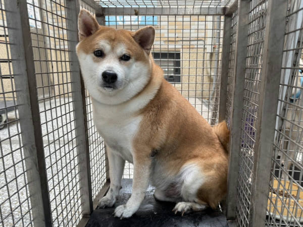 高雄市待認養狗 柴犬