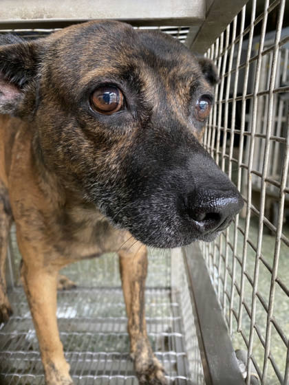 台南市待認養狗｜混種犬｜虎斑色｜公