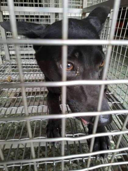 台南市待認養狗｜混種犬｜黑色｜母