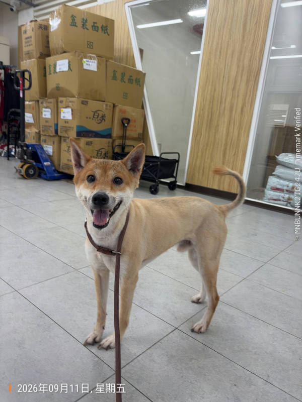 基隆市待認養狗 柴犬