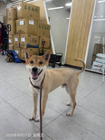 基隆市待認養狗｜柴犬｜黃色｜公