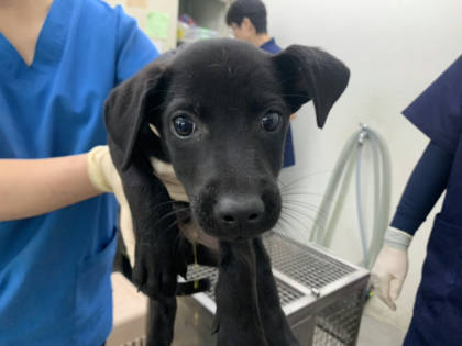台北市待認養狗｜混種犬｜黑色｜公