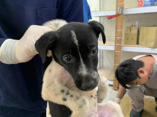 台北市待認養狗 混種犬