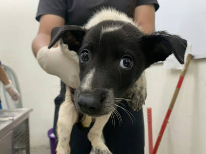 台北市待認養狗｜混種犬｜黑白色｜公