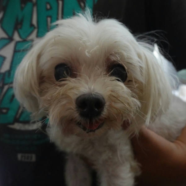 台南市待認養狗 瑪爾濟斯犬