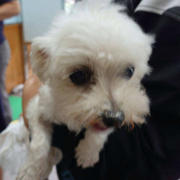 台南市待認養狗 瑪爾濟斯犬