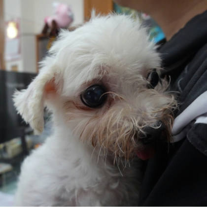 台南市待認養狗｜瑪爾濟斯犬｜白色｜公