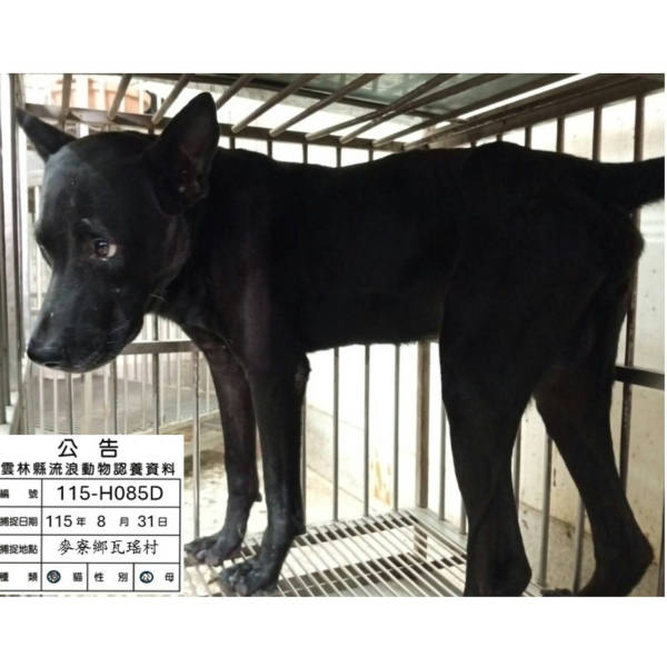 雲林縣待認養狗 混種犬