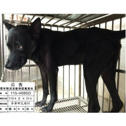 雲林縣待認養狗｜混種犬｜黑色｜公