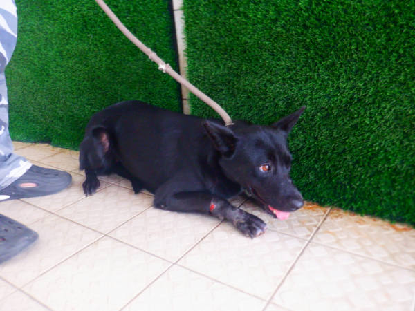 南投縣待認養狗 混種犬