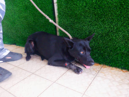 南投縣待認養狗｜混種犬｜黑色｜母